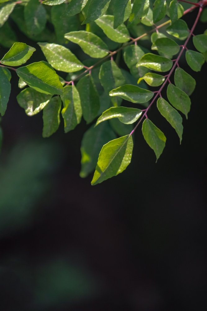 curry leaves